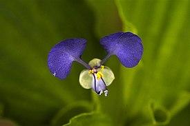 Коммелина бенгальская (Commelina benghalensis)