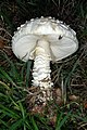 Amanita vittadinii