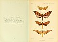 Book page showing watercolour plate of moth specimens