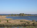 Image 25Tidal wetlands of the Chesapeake Bay, the largest estuary in the nation and the largest water feature in Maryland (from Maryland)