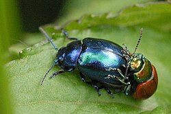 Chrysolina coerulans