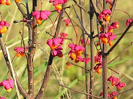 Europinis ožekšnis (Euonymus europaeus)