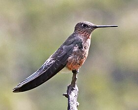 Reuzenkolibrie (Patagona gigas)