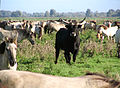 A Heck bull amongst a herd of Konik ponies