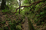 Tarih öncesi ormanlarla çevrili Madeira Adası'ndaki köyler ve diğer yerler arasındaki eski yollar ve geçitler