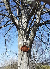 Le hêtre pourpre bicentenaire, labellisé « Arbre remarquable de France » en 2018.