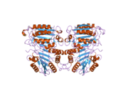 2ar9: Crystal structure of a dimeric caspase-9