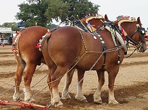 Suffolk Horses in Engeland