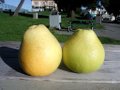 Pomelos