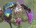 4. Aranyos rózsabogarak (Cetonia aurata) egy bogáncson (Bükki Nemzeti Park, Magyarország) (javítás)/(csere)