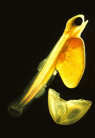 Salmo salar (Salmon Larva)