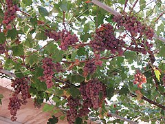 Raisin rose pendu sous une treille