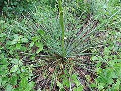 Yucca louisianensis