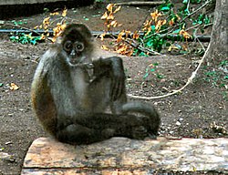 Geoffroynhämähäkkiapina (Ateles geoffroyi)