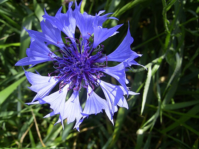 Василёк синий (Centaurea cyanus)