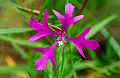 Lokanka Clarkia pulchella