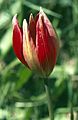 Tulipa orphanidea