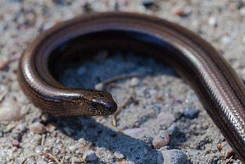 Orvet commun (Anguis fragilis), lézard apode largement répandu en Europe. (définition réelle 4 592 × 3 073)