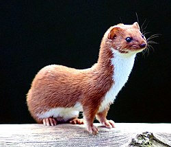 Lasica (Mustela nivalis)