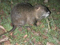 Beverrat (Myocastor coypus)