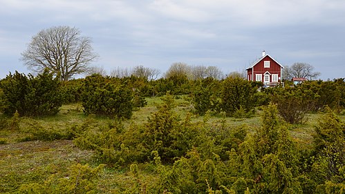 Kadastik Osmussaare edelanurgas