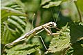 Mantis cleaning itself