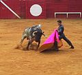 Rafael Cañada à la cape dans les arènes de Saint-Perdon, aujourd'hui disparues.