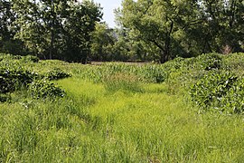 Swale and marsh area