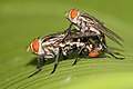 Sarcophaga ruficornis flesh-fly mating