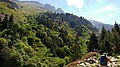 La vallée en été, début de la floraison.