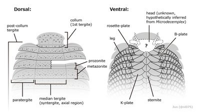 Morfologia anterior d'A. armata