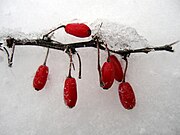 Japanese barberries