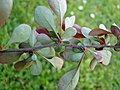 Skud af Berberis, set nedefra. Mellem tornenes bladfødder findes de bladbærende kortskud.