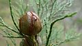 Cone and foliage of Callitris endlicheri