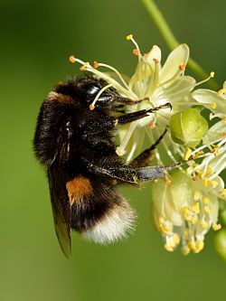 Zemes kamene (Bombus terrestris)