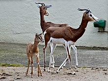 Gaseles dames adultes i una cria al zoo de Frankfurt