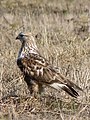 Gatyás ölyv (Buteo lagopus)