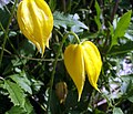 Clematis tangutica