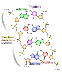 DNA chemical structure