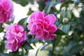 Double flowered Camellia