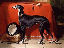 Eos, một con chó chạy đua Greyhound ưa thích của Hoàng tử Albert