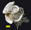 Hercosestria cribrosa Cooper & Grant 1969 (Roadian, Guadalupian, Permian Tengah); Glass Mountains, Texas.