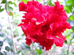 Red-layered hibiscus in Trivandrum