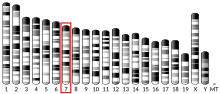 Ideogram house mouse chromosome 7.svg