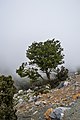 Tree in Katharo plateau