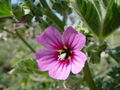 Strauchpappel (Lavatera mauritanica)