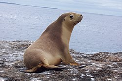 海獅一隻