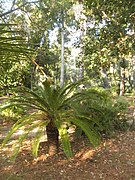 Cycas dans un environnement sauvage.