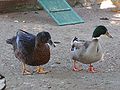 Patos Parque Genovés, Cádiz.jpg