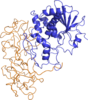 Cấu trúc ricin